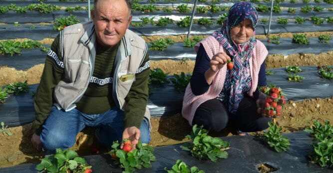 YILDA 15   BİN  TON ÇİLEK  ÜRETEN KÖPRÜBAŞI’NDA   KASIM  DA  BİLE  HASAT