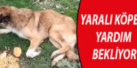 Muradiyeliler, bir haftadır aynı yerde yatan köpek için belediyeyi bekliyor