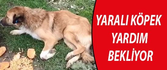 Muradiyeliler, bir haftadır aynı yerde yatan köpek için belediyeyi bekliyor