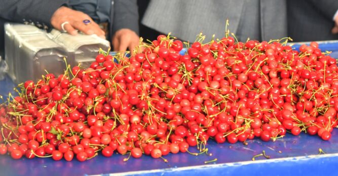 Kuzey Yarım Küre’de erkenci kirazın hasadı yapıldı