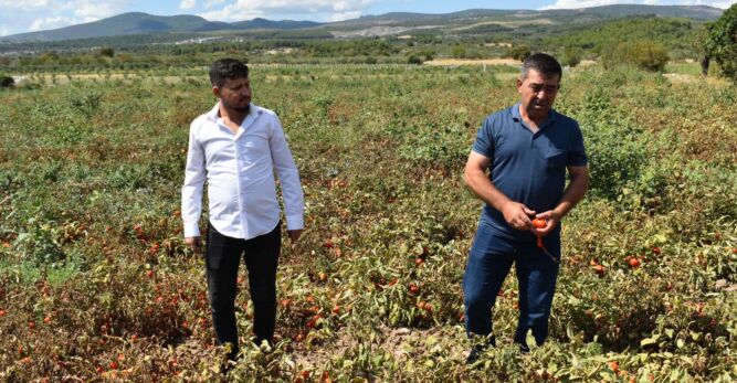 BAŞKAN KARAALİ “TARLADA KALAN DOMATESİ  BELEDİYELER ALMALI” 