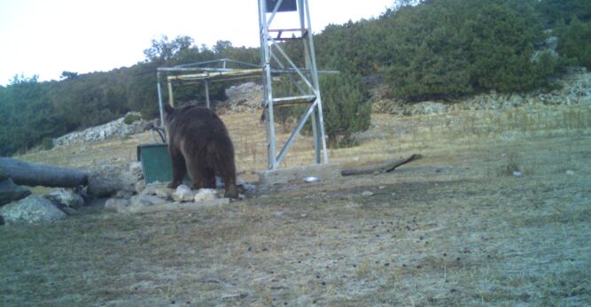 Manisa’da İlk Kez Boz Ayı Görüntülendi